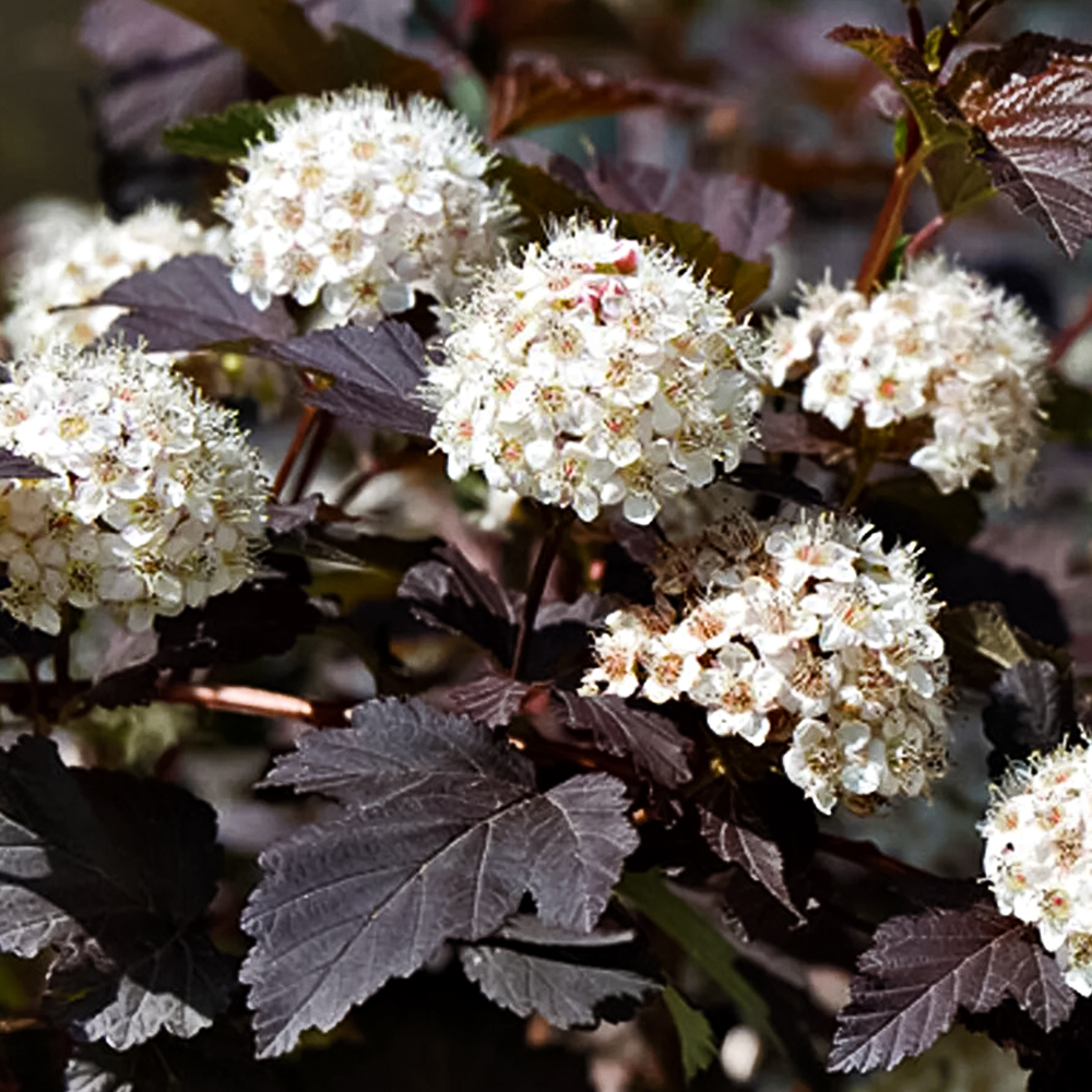 Пузыреплодник калинолистный Диабло № 1