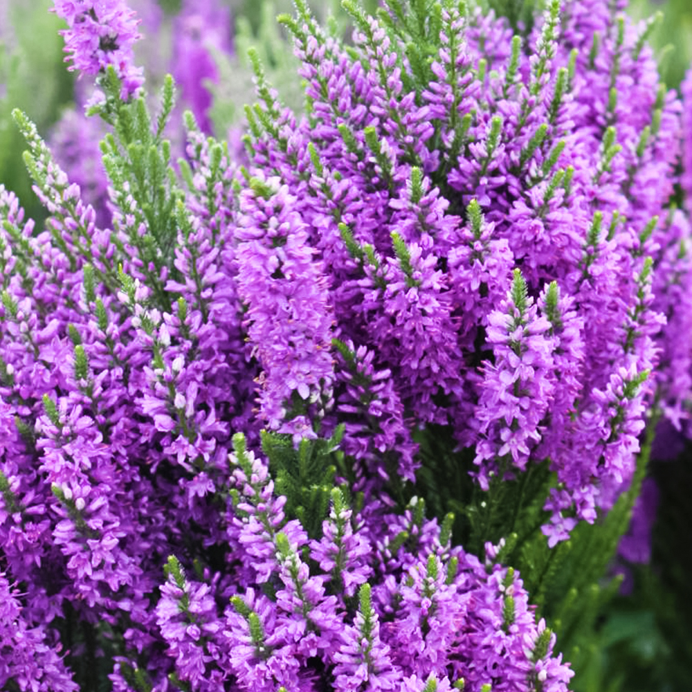 Вероника колосковая Перпл Эксплоужн № 1