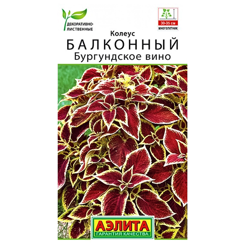 Колеус балконный Бургундское вино Аэлита № 1