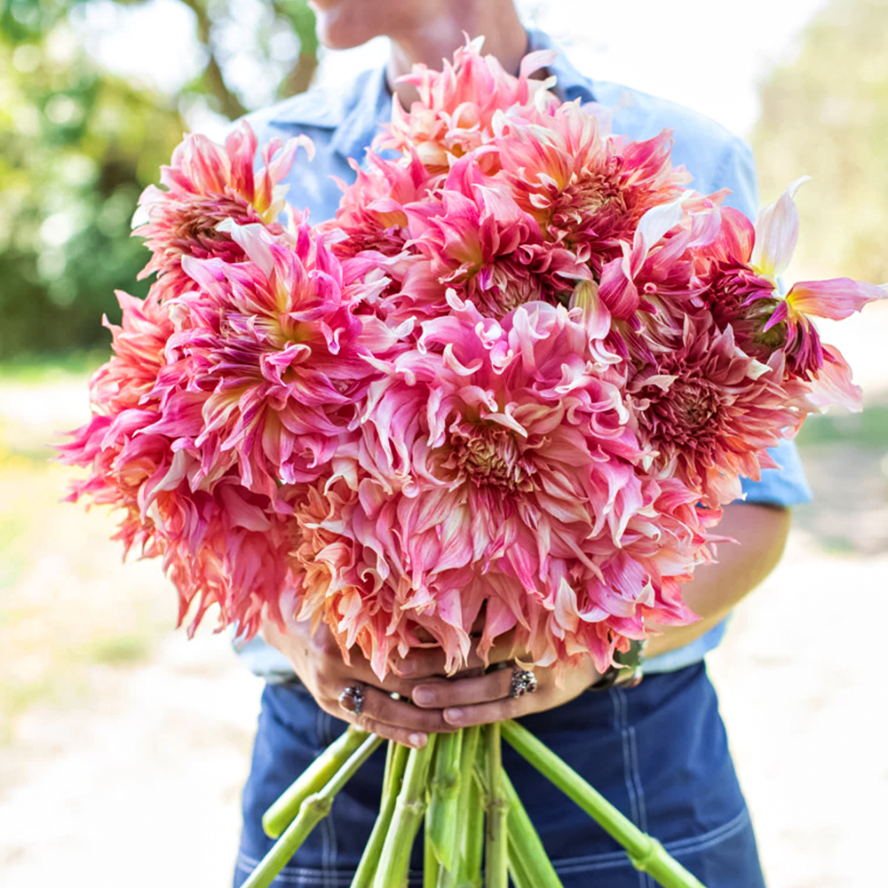 Георгина крупноцветковая макси Пенхилл Ватермелон