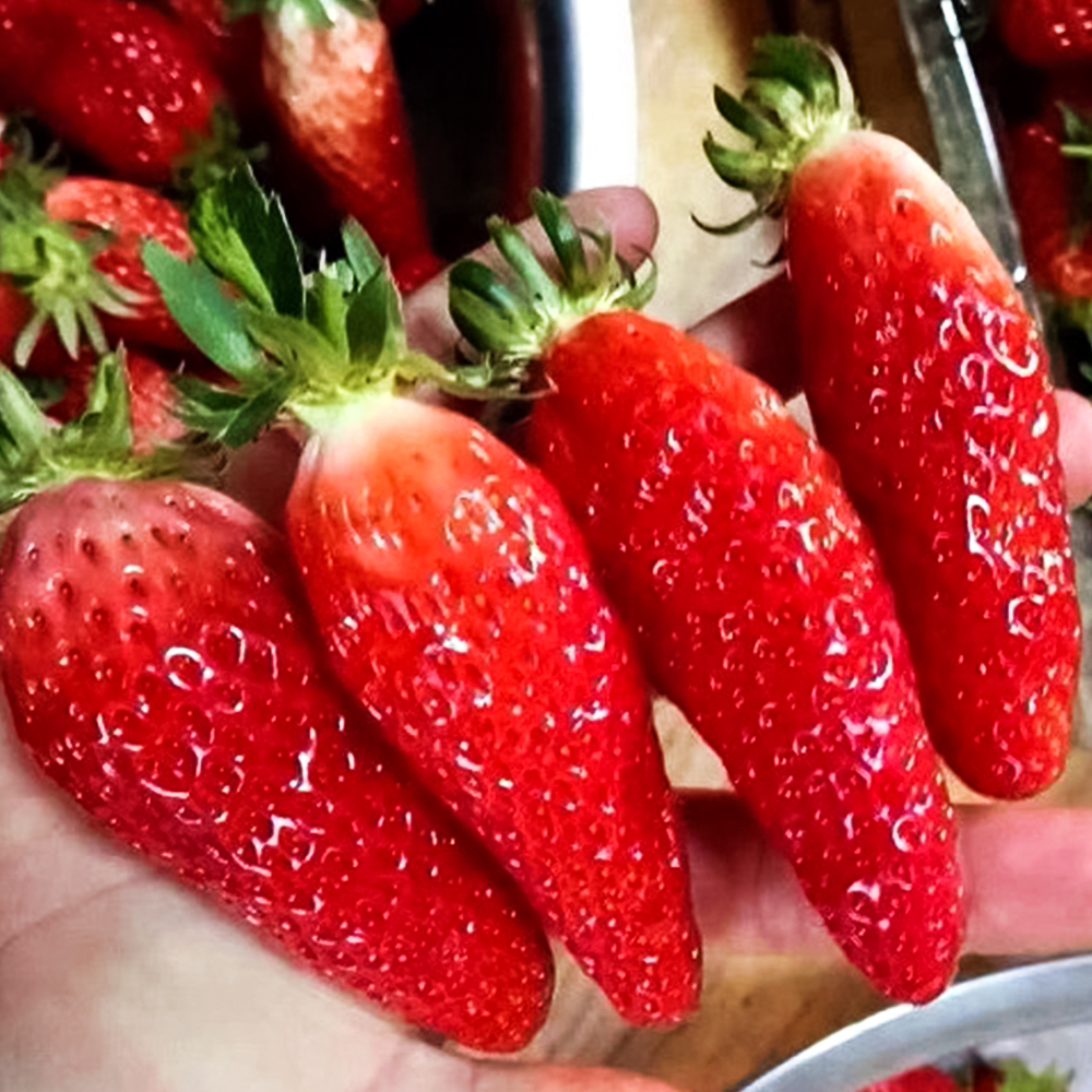 Земляника крупноплодная Синано Берри (Банановая клубника), 5 саж. № 1