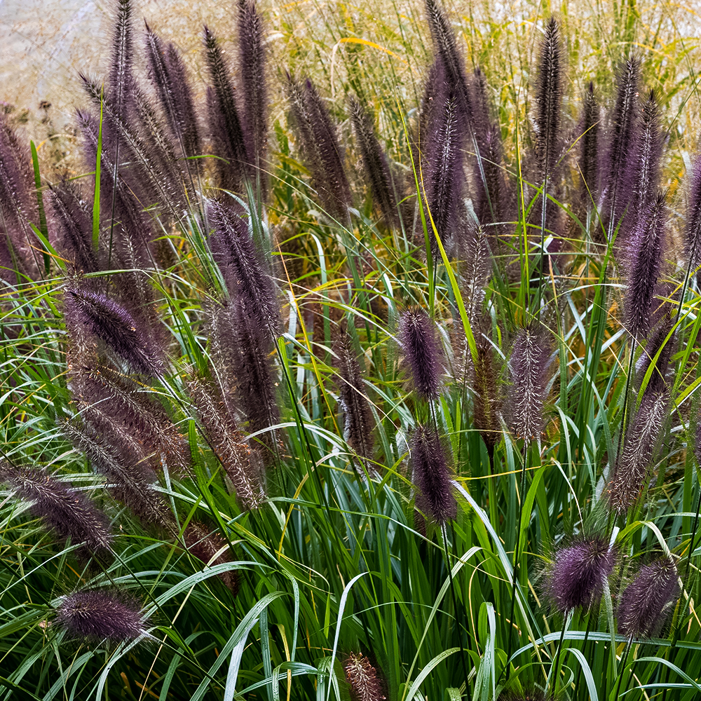 Пеннисетум лисохвостный Блэк Бьюти № 1
