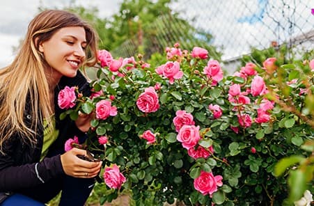 Морозостойкие розы: сорта, виды, особенности посадки