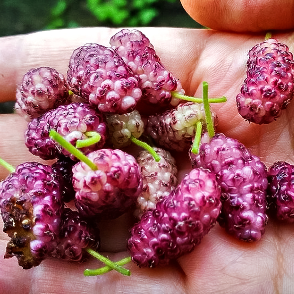 Шелковица для новичков Сиреневое чудо № 1