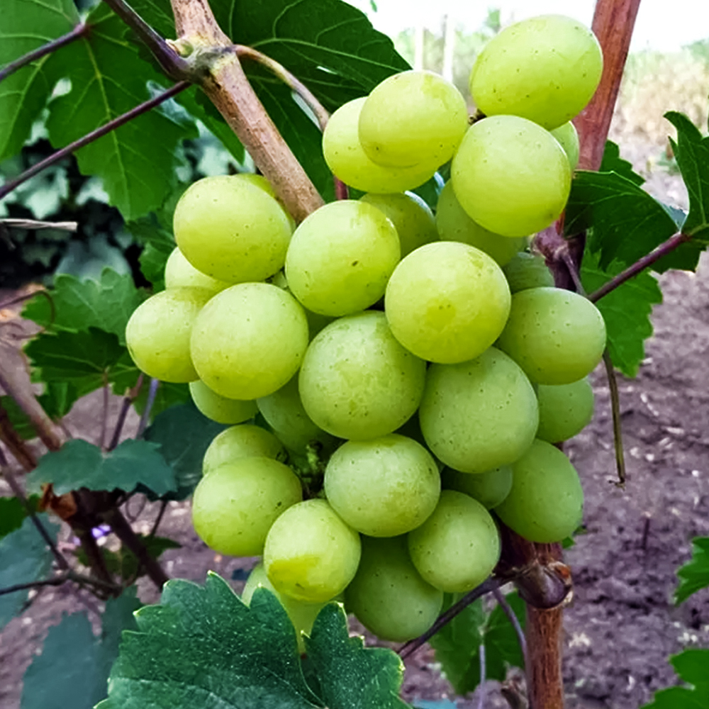 Виноград для севера Русвен