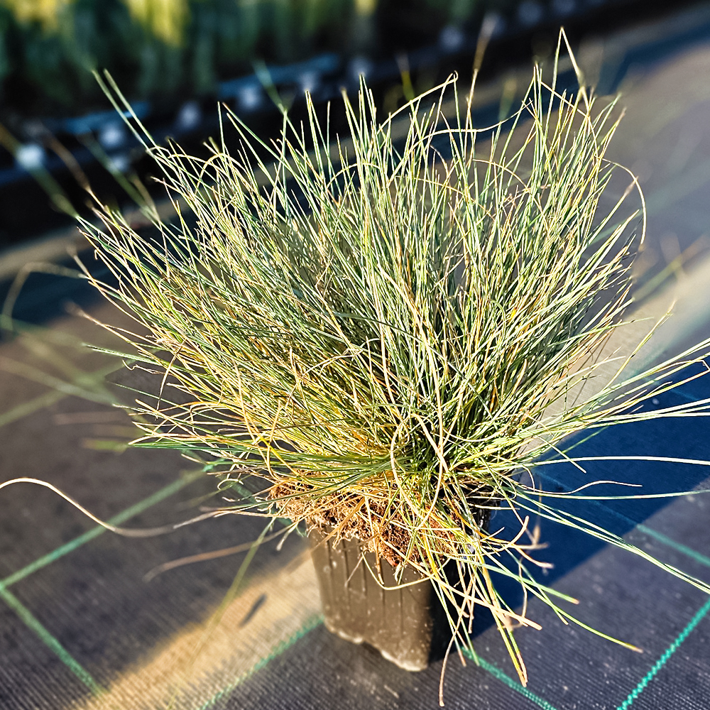 Овсяница сизая Элайджиан Блу