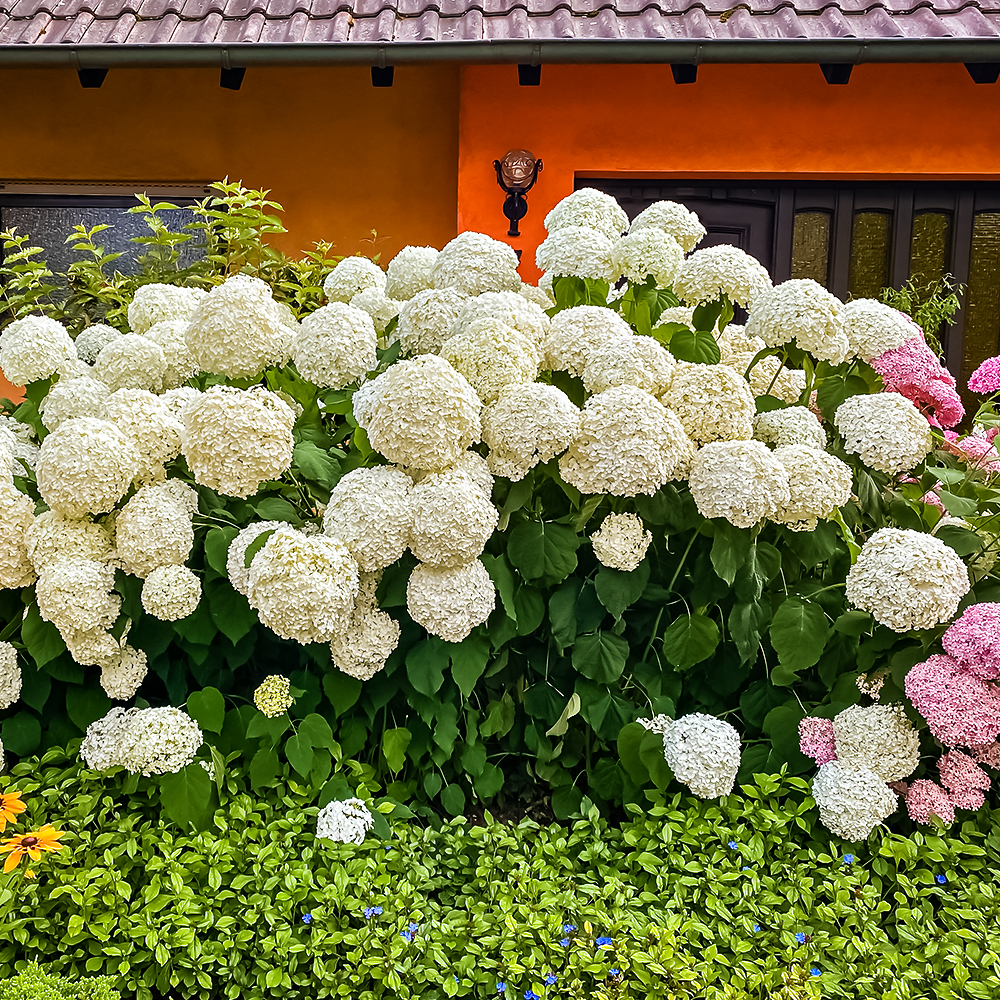 Гортензия древовидная Анабель № 1