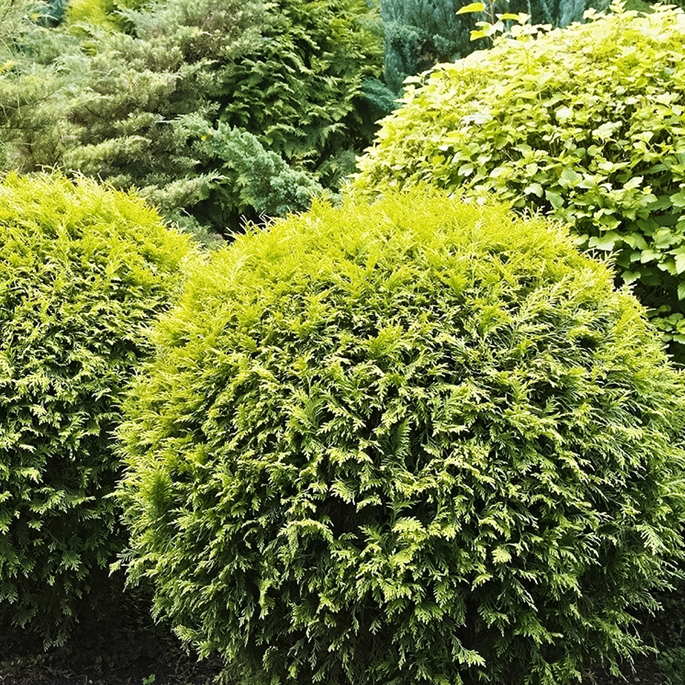 Туя западная шаровидная Голден Глоб № 1