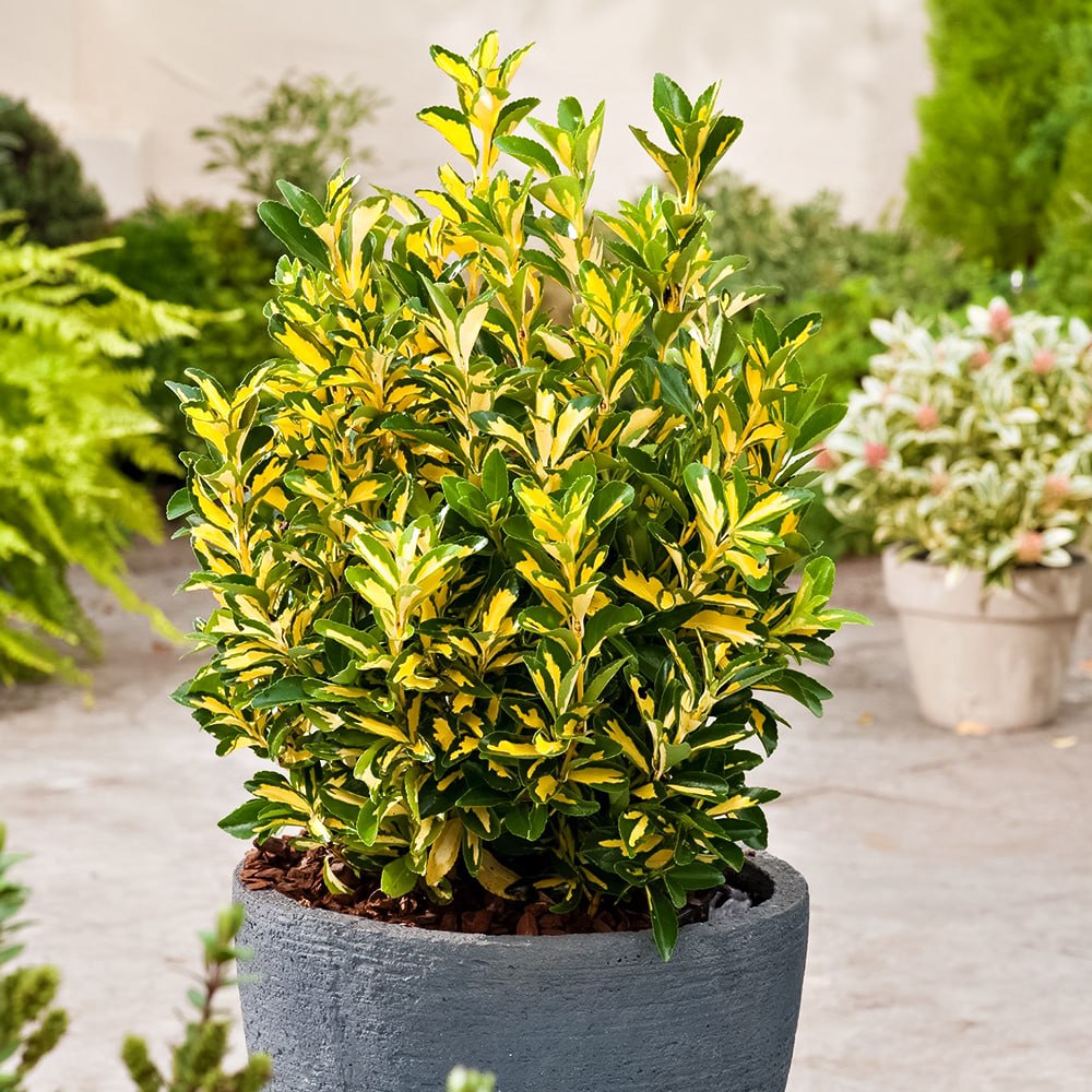 Бересклет засухоустойчивый Форчуна Санспот № 1