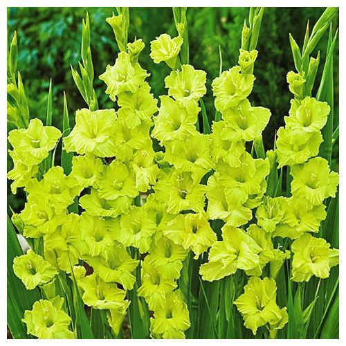 Гладиолус гофрированный Грин Стар № 1