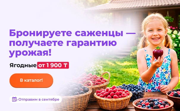Бронируете саженцы — получаете гарантию урожая! Ягодные от 1900 тенге. Отправим в сентябре