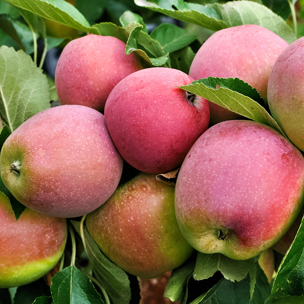 Яблоня надежная Горный Синап № 1