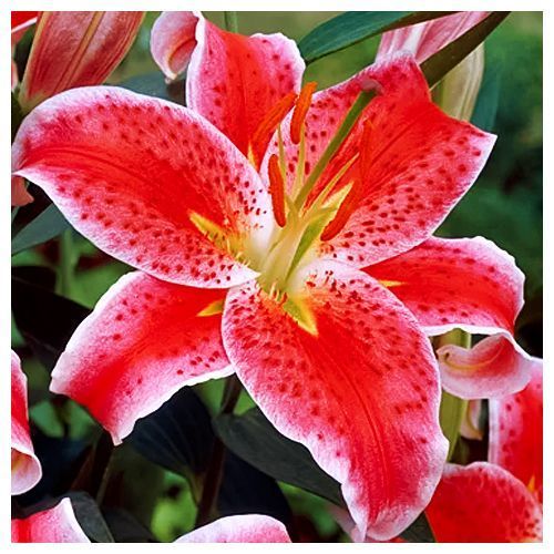 Лилия восточная Старгейзер № 1