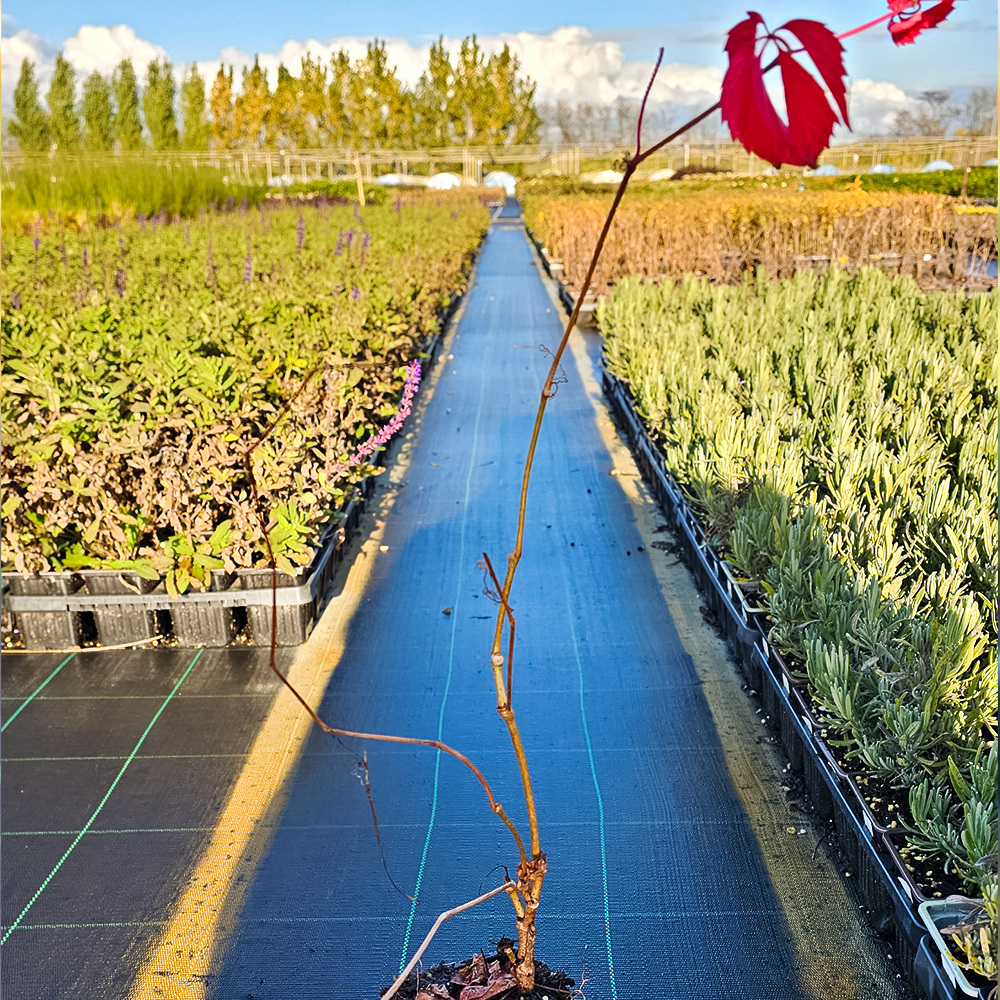 Виноград девичий пятилисточковый красный