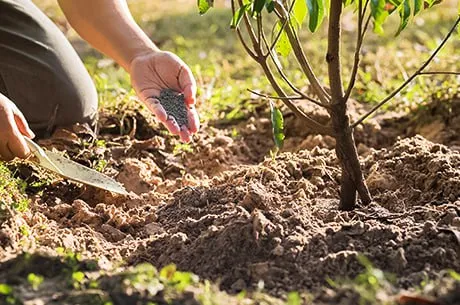 Сделайте это осенью, и слива отблагодарит вас огромным урожаем