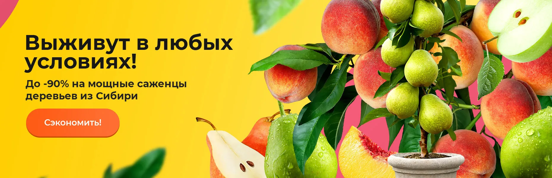 Выживут в любых условиях! До -90% на мощные саженцы деревьев из Сибири