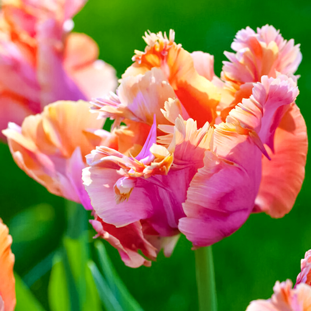 Тюльпан попугайный Амейзинг Пэррот № 1