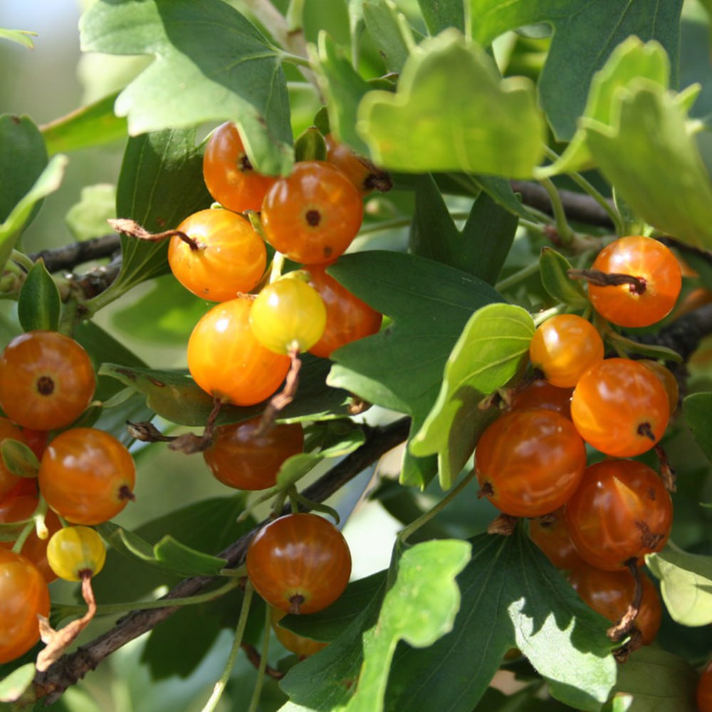 Смородина золотистая невымерзающая Апельсинка № 1