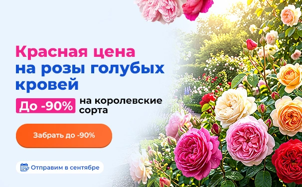 Красная цена на розы голубых кровей! До -90% на королевские сорта. Отправим в сентябре