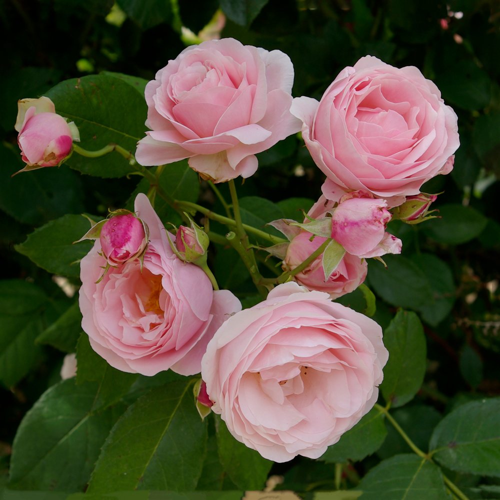 Роза плетистая многоцветковая Бийе Ду