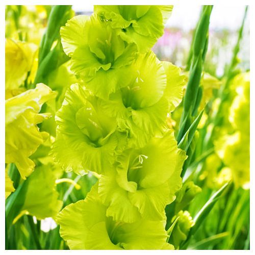Гладиолус гофрированный Грин Стар