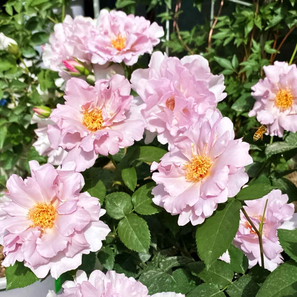 Роза флорибунда японская Кутюр Роз Тилия