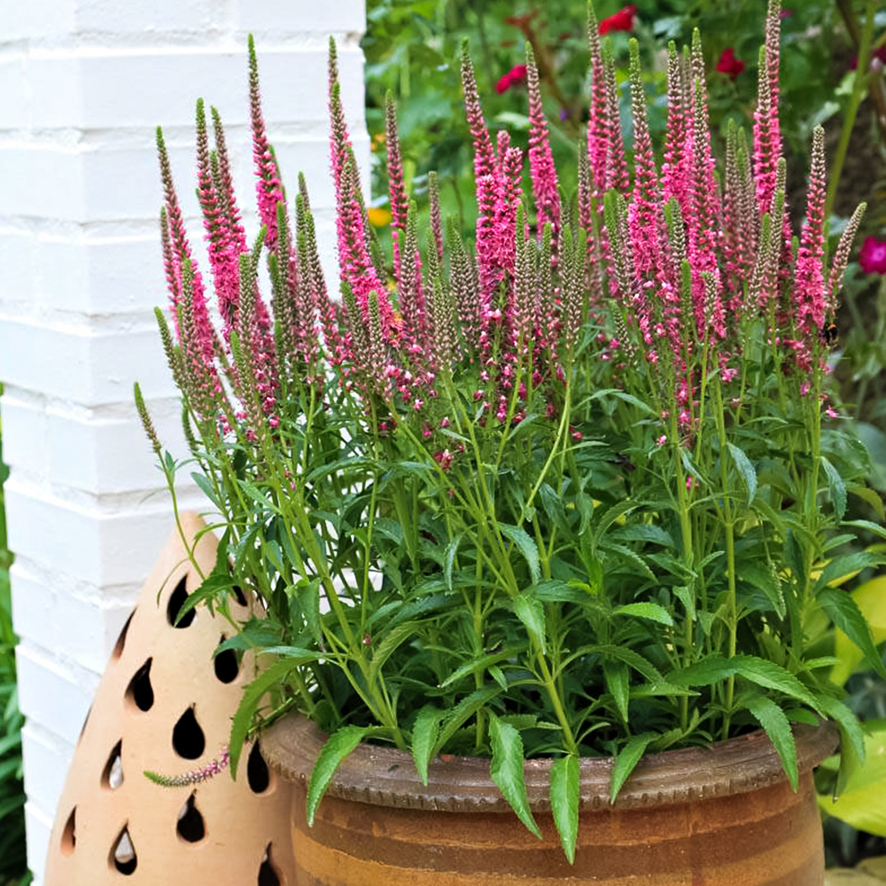 Вероника колосковая для дома и балкона Роза Цверг № 1