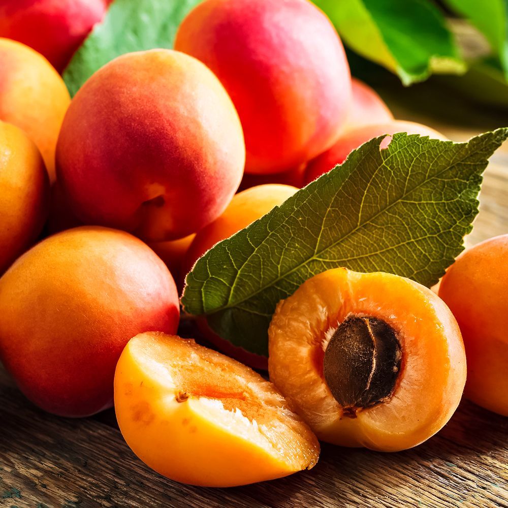 Абрикос для севера Саянский № 1