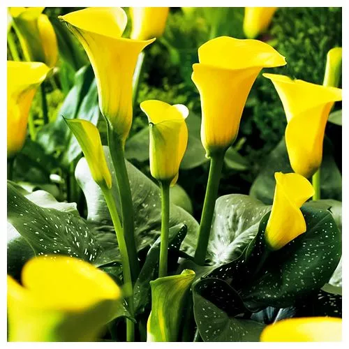 Калла Саншайн