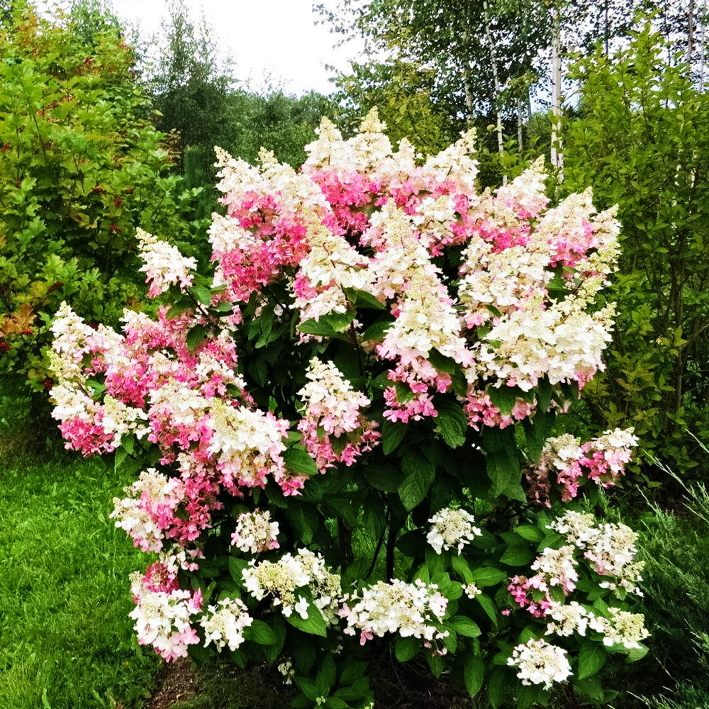 Гортензия метельчатая с уникальными соцветиями Конфетти № 1