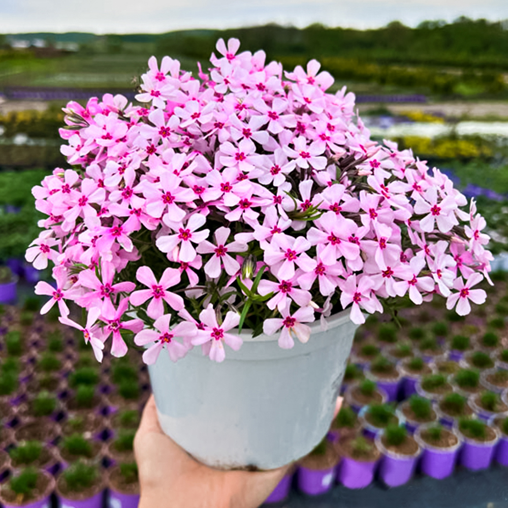 Флокс шиловидный Эпл Блоссом