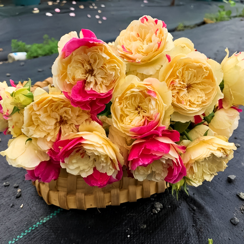 Роза чайно-гибридная Фугетсу № 1