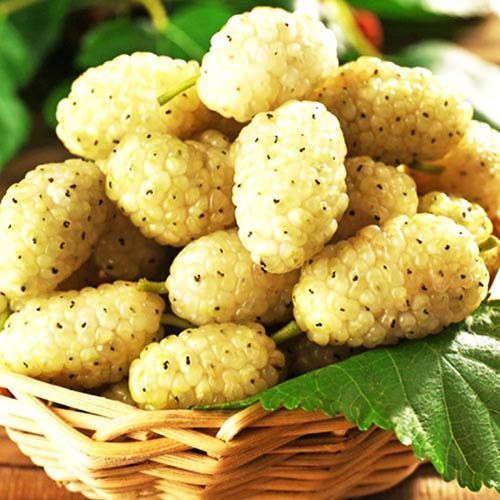 Шелковица белая Медовая № 1