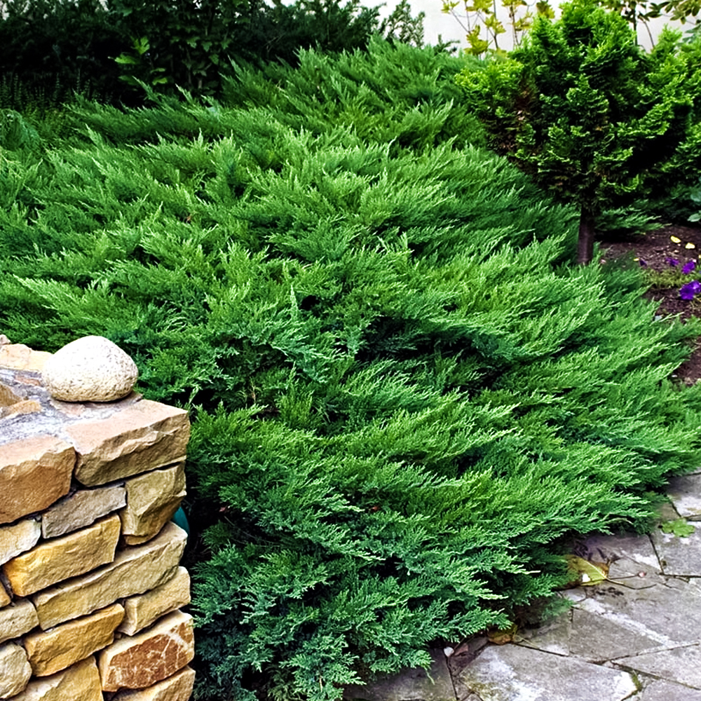 Можжевельник казацкий Тамарисцифолия № 1