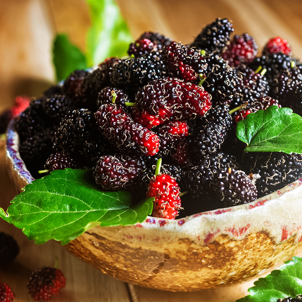 Шелковица морозостойкая самоплодная Владимирская № 1