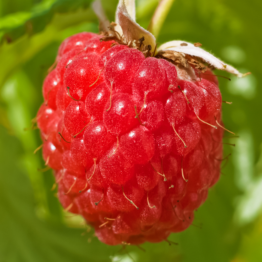 Малина ремонтантная для теплиц Сарафина № 1