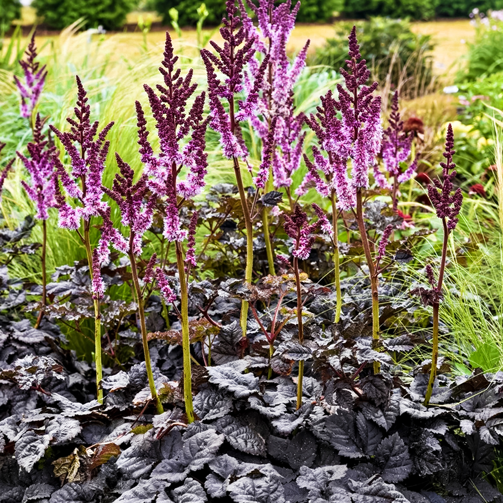 Астильба китайская Дарксайд оф зе Мун № 1