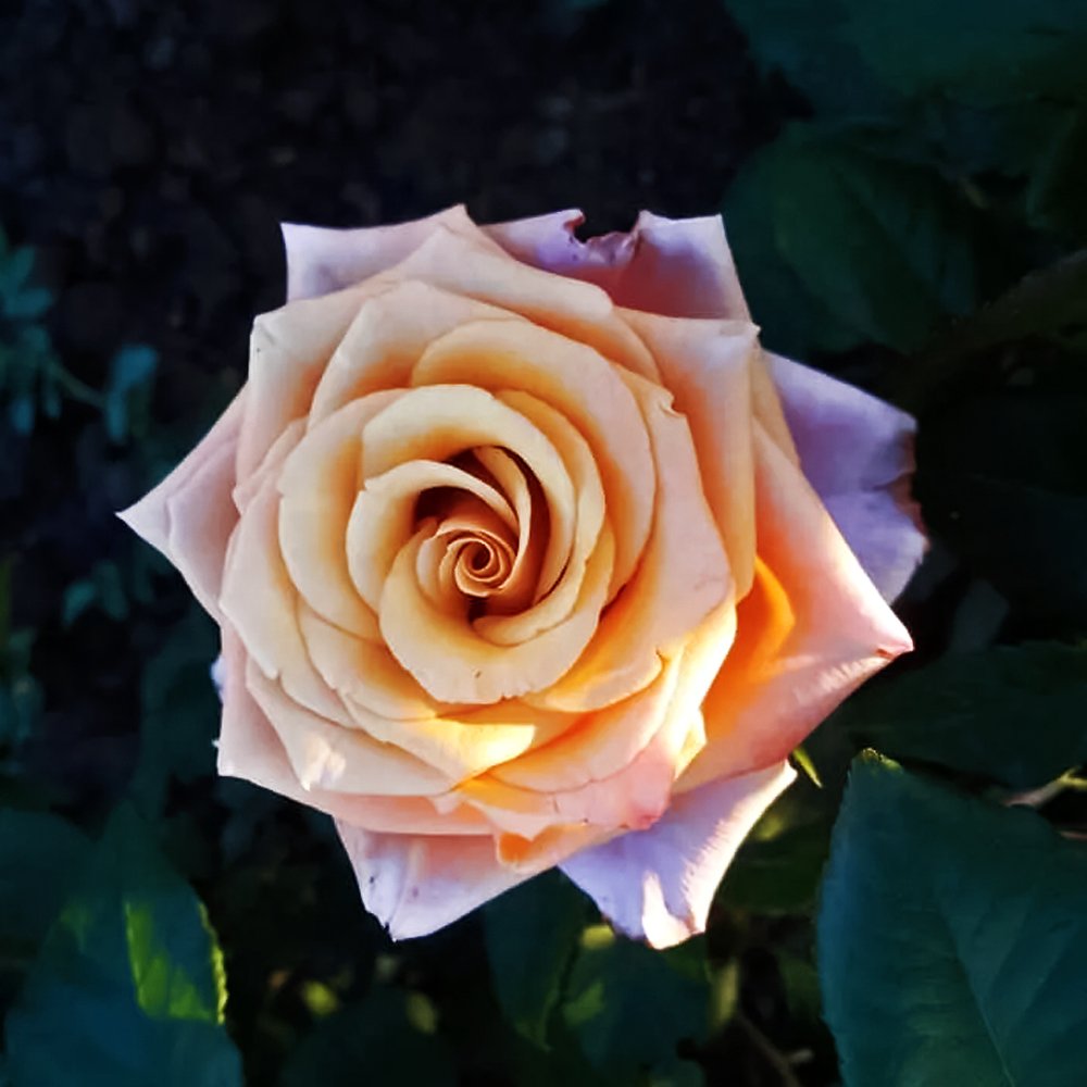Роза чайно-гибридная премиум Мэджик Сильвер