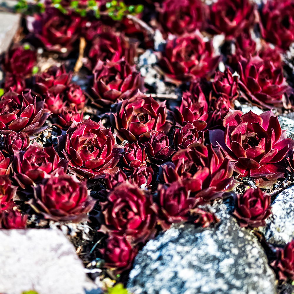 Молодило Отелло № 1