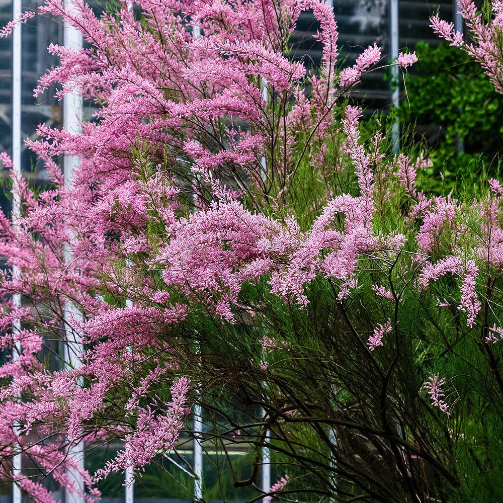 Тамарикс ветвистый морозостойкий Рубра № 1