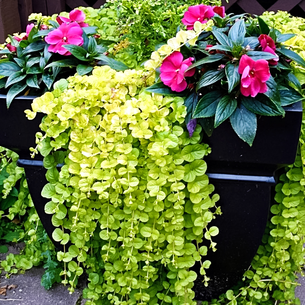 Вербейник монетчатый почвопокровный Голдилокс № 1