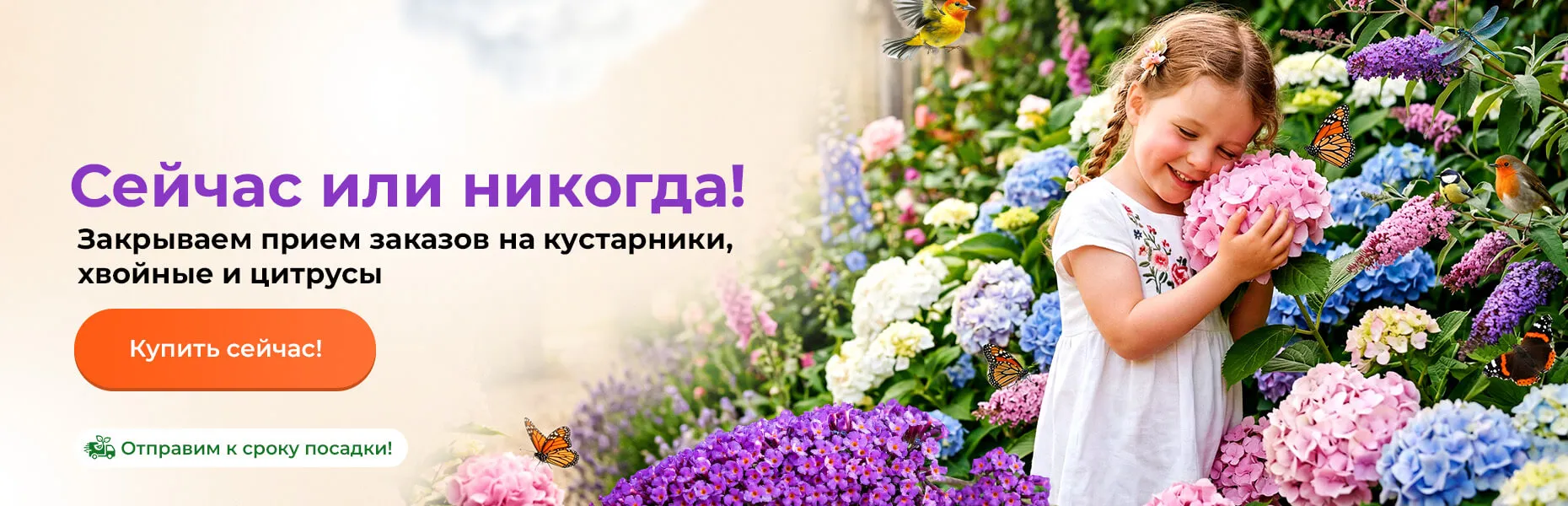 Сейчас или никогда! Закрываем прием заказов на кустарники, хвойные и цитрусы. Отправим к сроку посадки!