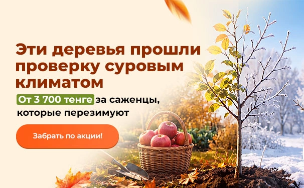 Эти деревья прошли проверку суровым климатом! От 3700 тенге за саженцы, которые перезимуют