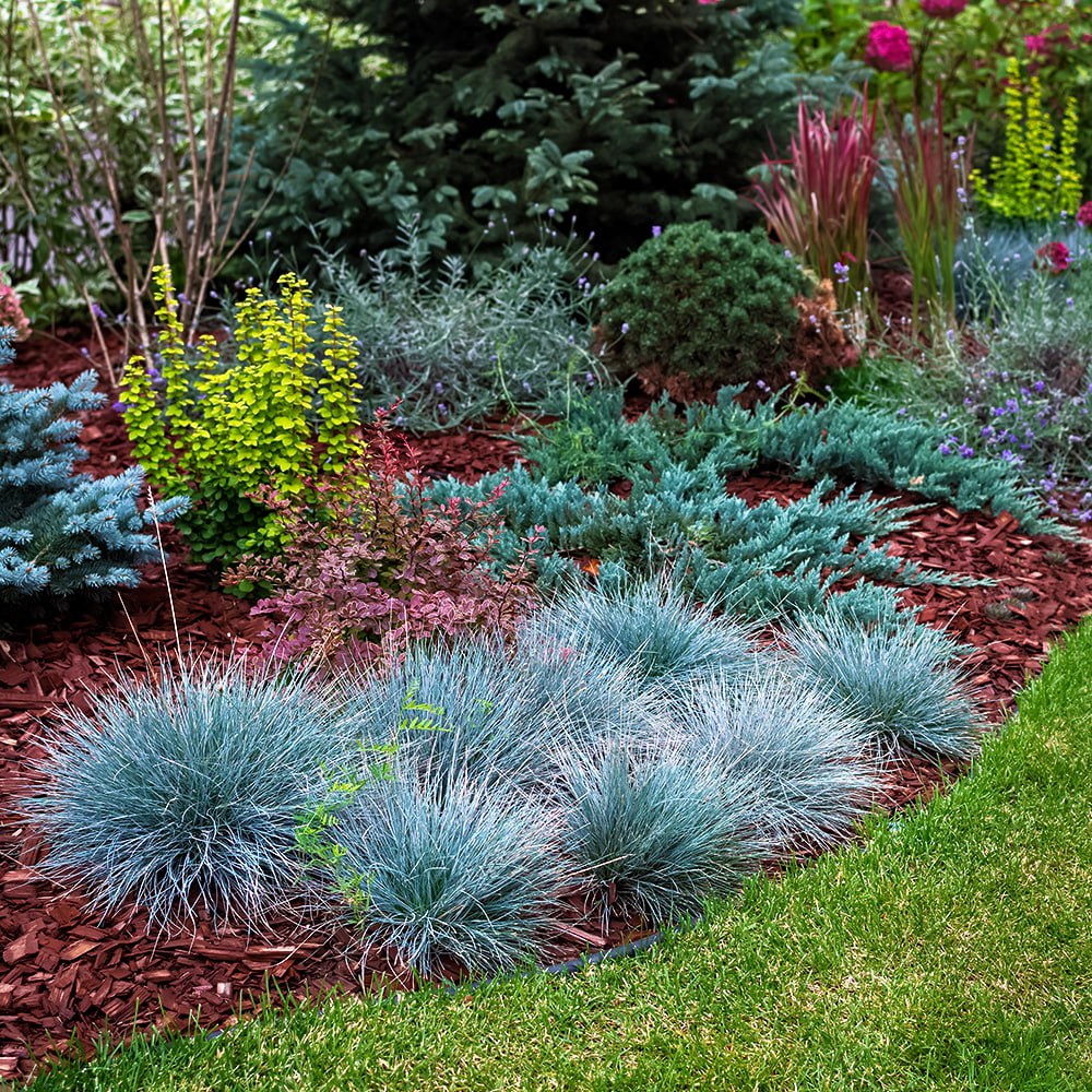 Овсяница сизая Элайджиан Блу