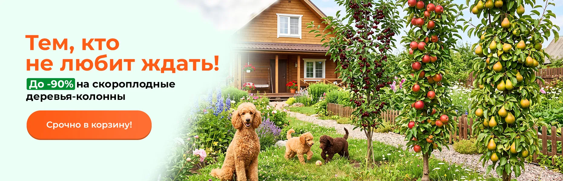 Тем, кто не любит ждать! До -90% на скороплодные деревья-колонны