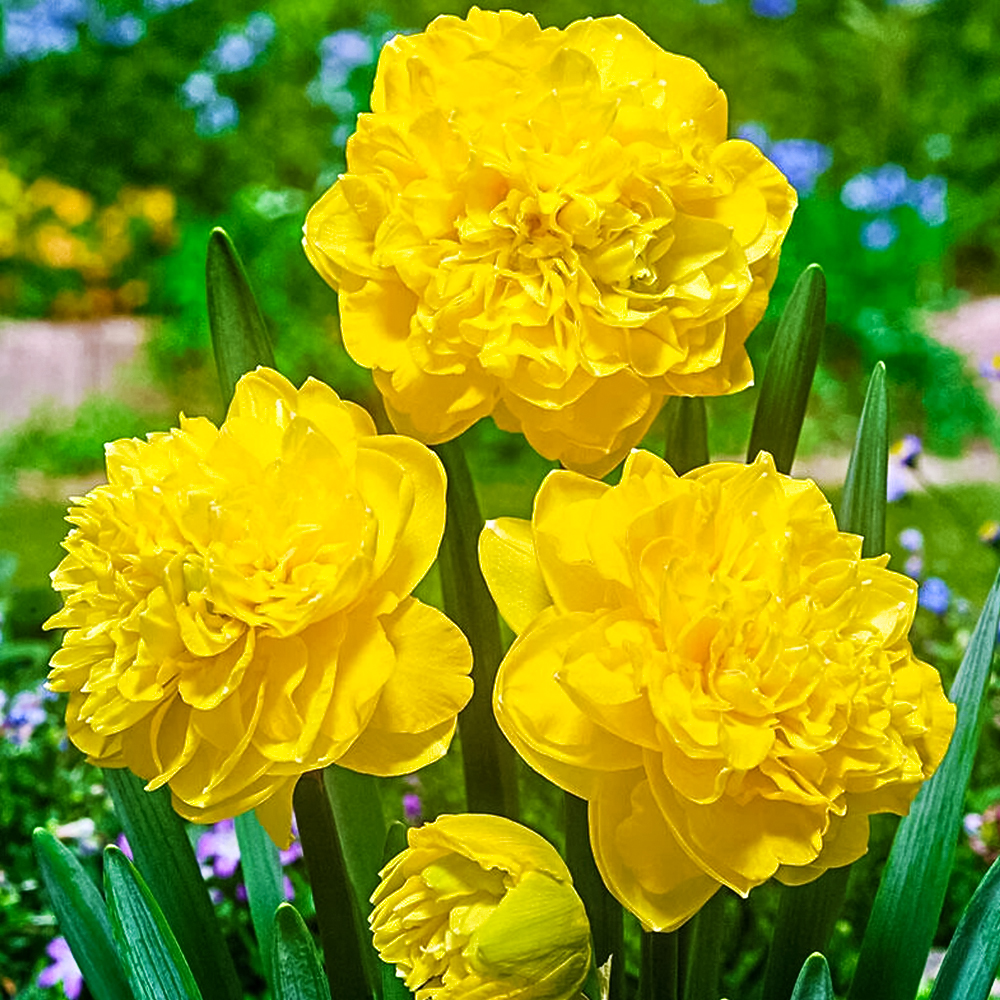 Нарцисс махровый Истертайд № 1