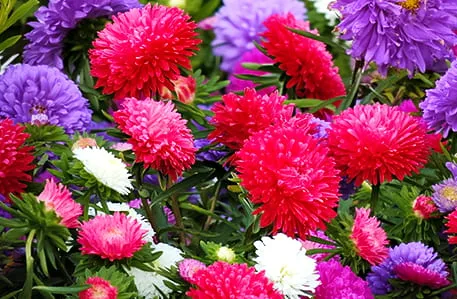 Начните весну с ярких цветов: какие однолетники можно посадить под зиму