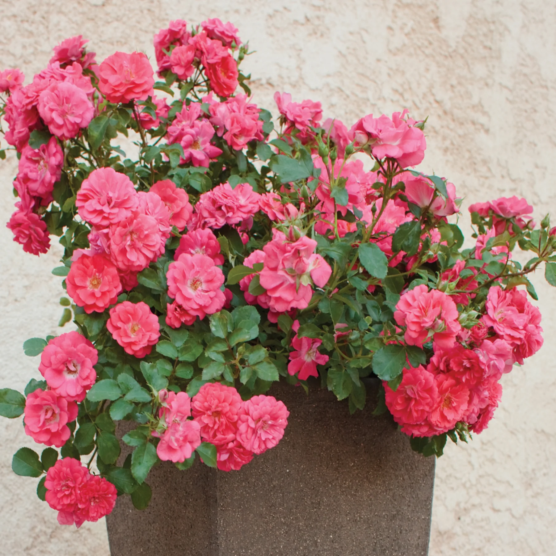 Роза почвопокровная с непрерывным цветением Корал Дрифт