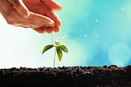 Необычные способы посева семян