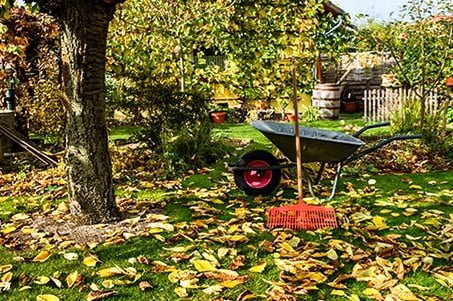 Осенняя посадка: шпаргалка для садовода